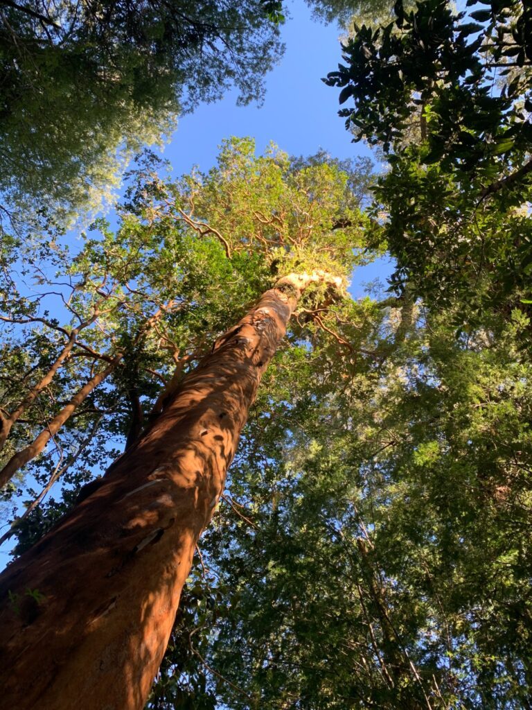 Bosque nativo del predio de Puerto Paraíso, en Puyehue