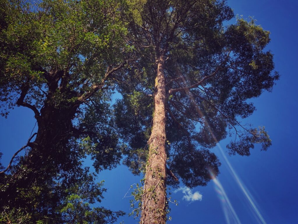 Un ejemplar añoso visto desde el suelo — Puerto Paraíso, Puyehue