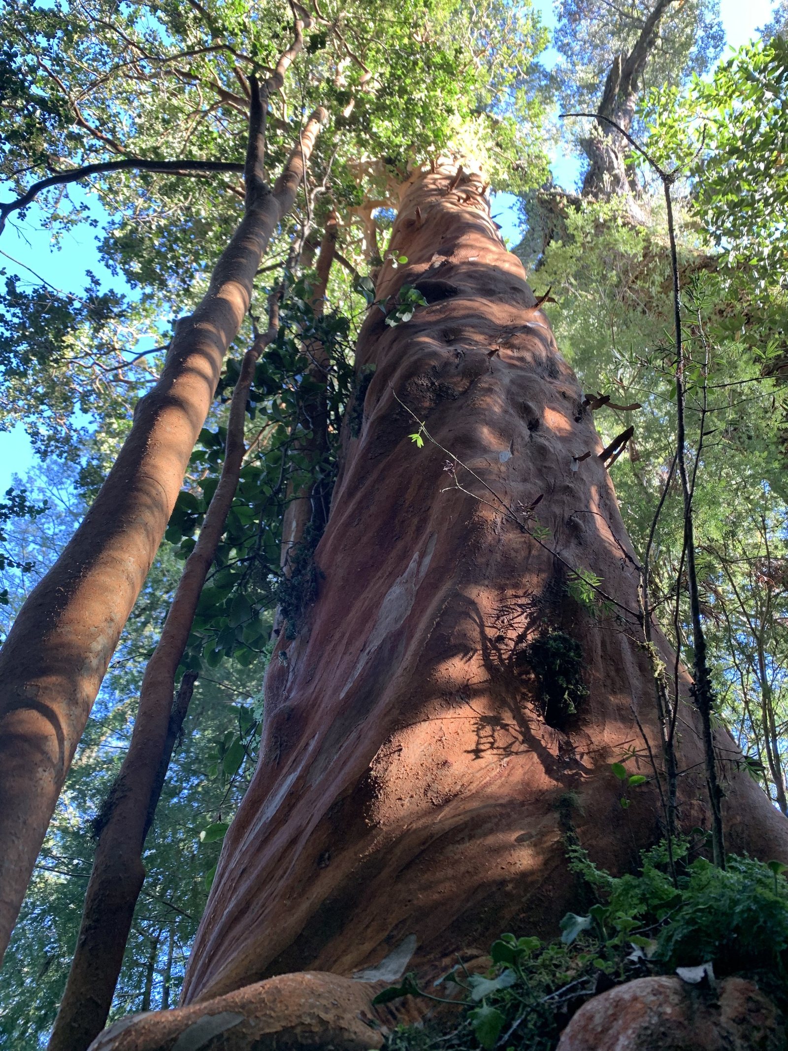 Tronco de arrayán entre el bosque húmedo del predio