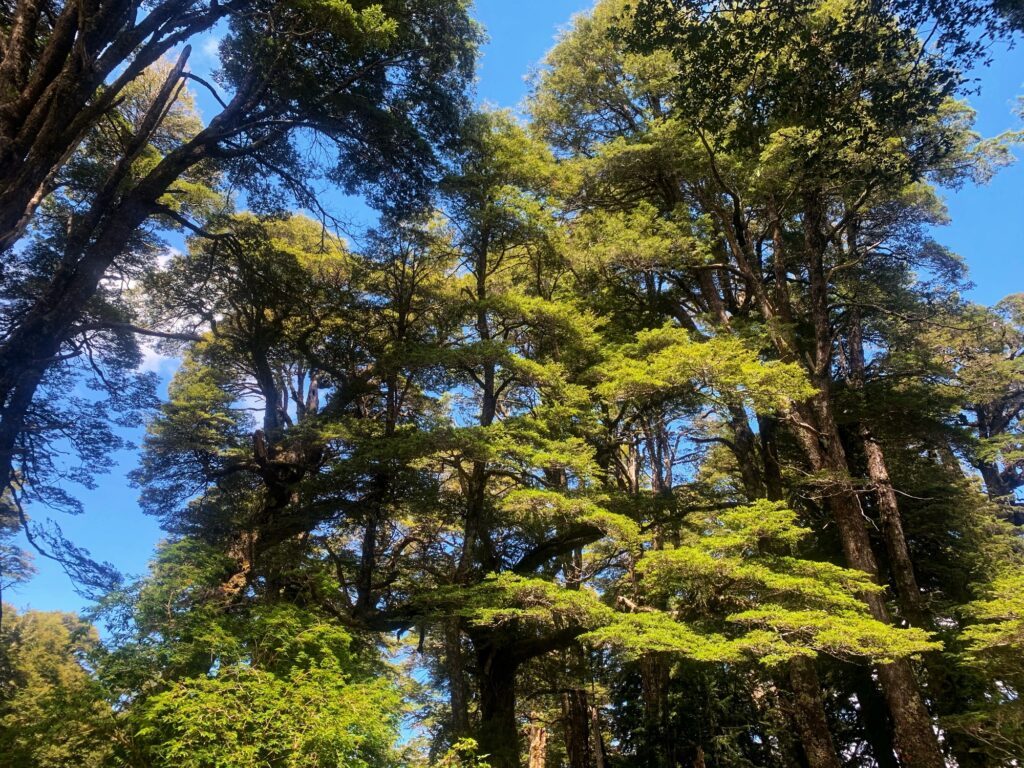 Copas de coihues del bosque nativo de Puerto Paraíso vistas desde el suelo