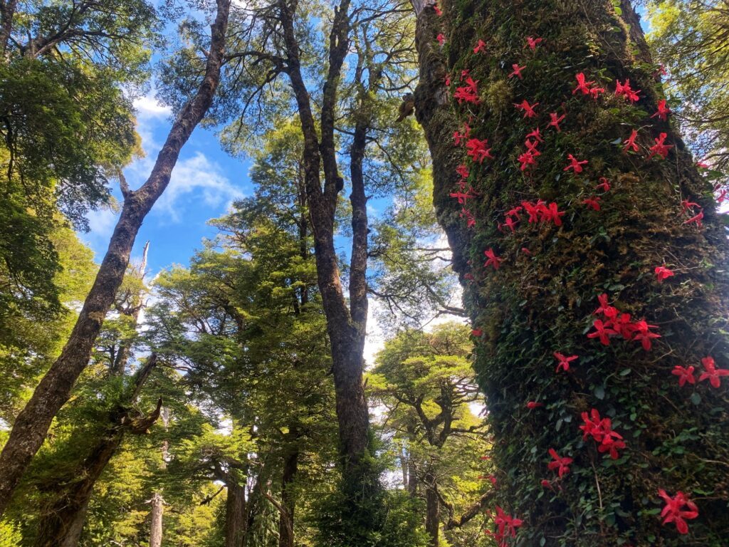 Copihues floreciendo en la copa del bosque — Puerto Paraíso, Puyehue
