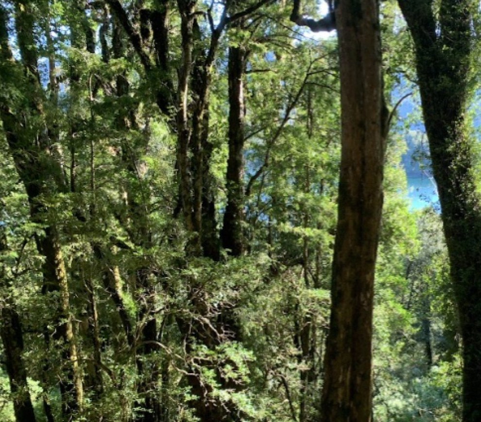 El interior del bosque, con la laguna asomando entre los troncos