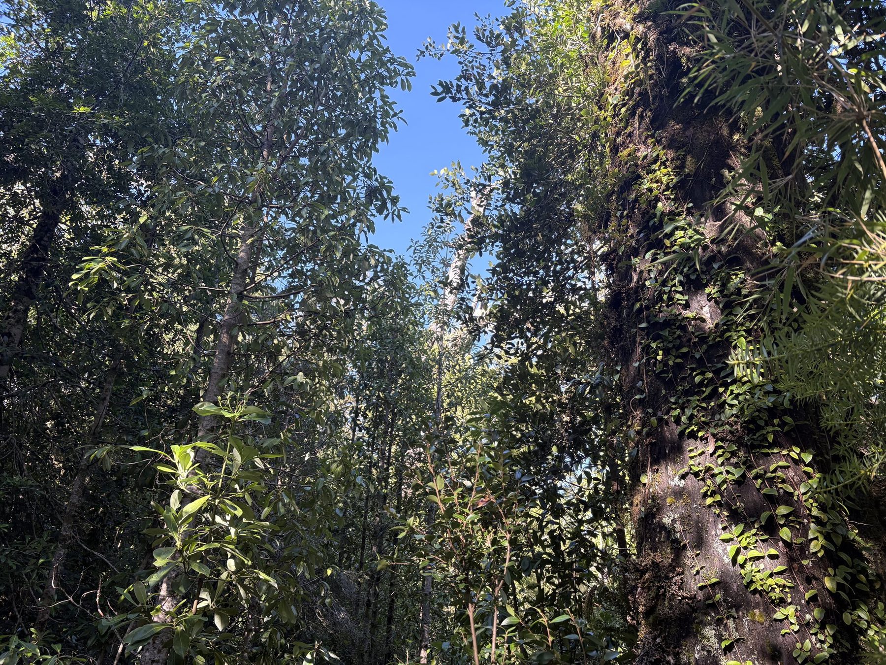 Interior del entorno natural de Puerto Paraíso