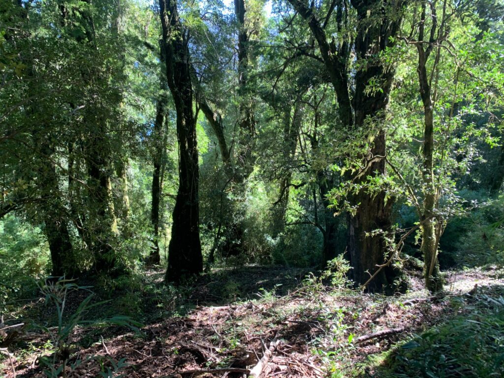 Bosque nativo del predio de Puerto Paraíso, en Puyehue