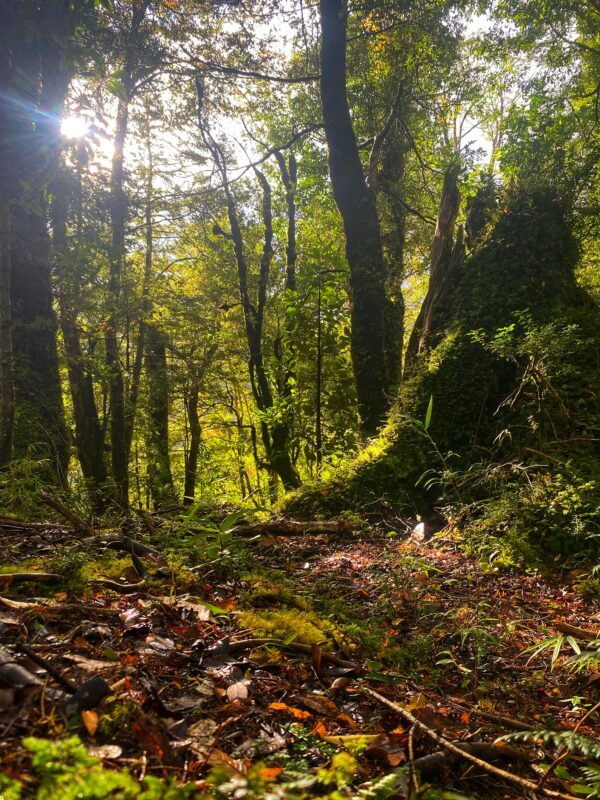 Luz filtrándose sobre el sendero — Puerto Paraíso, Puyehue