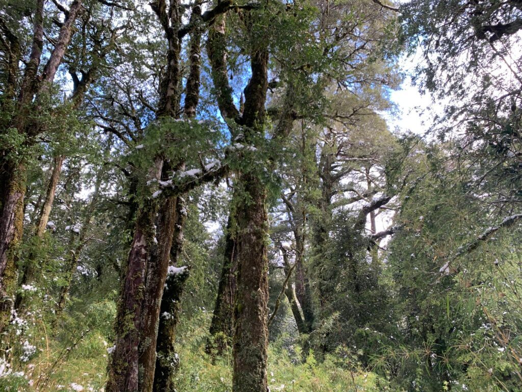Nieve en las copas — Puerto Paraíso, Puyehue