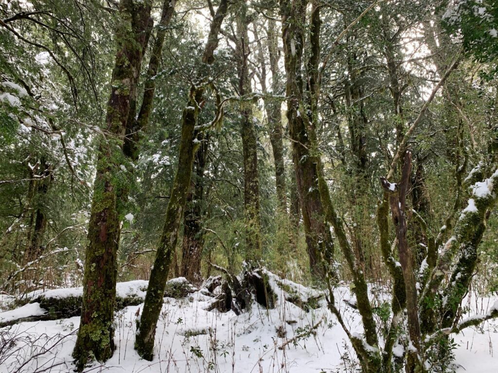 El bosque nativo bajo la nieve — Puerto Paraíso, Puyehue