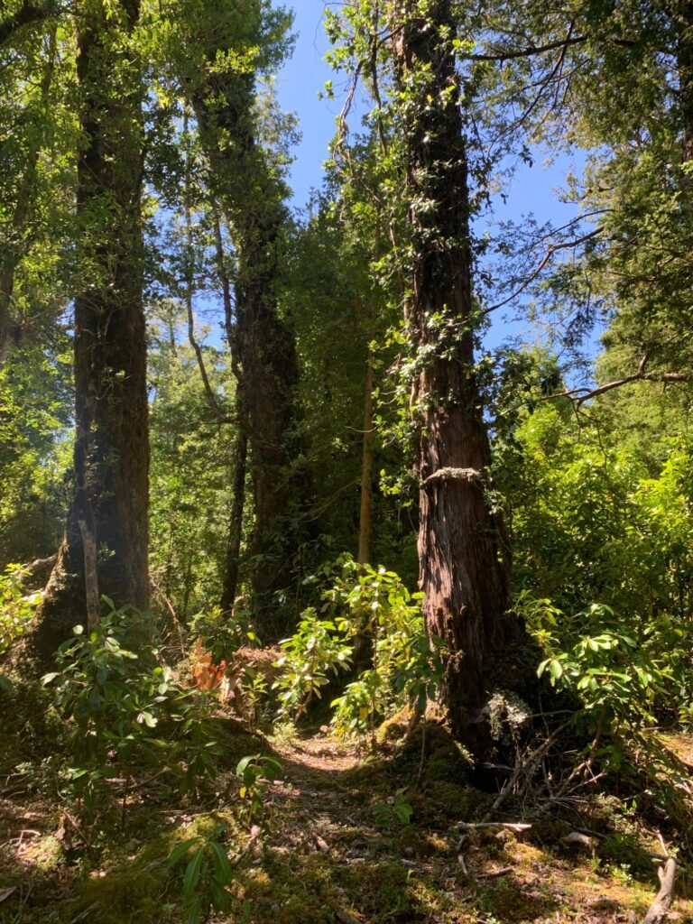 Bosque nativo del predio de Puerto Paraíso, en Puyehue