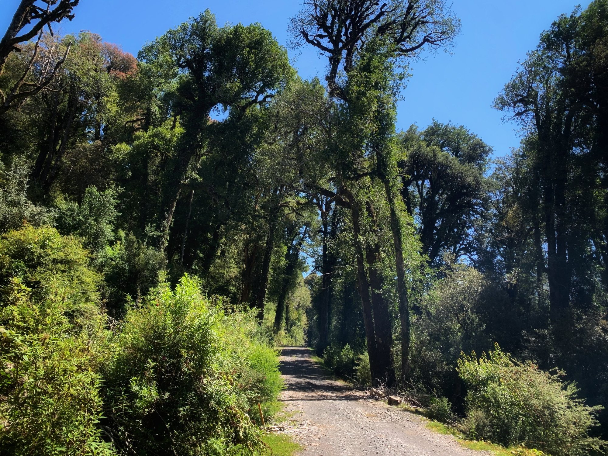 El camino de acceso al predio entre el entorno natural