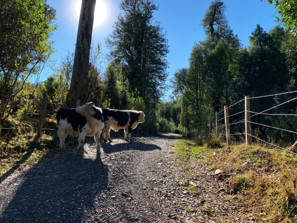 Vacas en el camino rural de acceso al predio