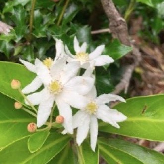 Flor blanca de canelo, una de las especies nativas del predio