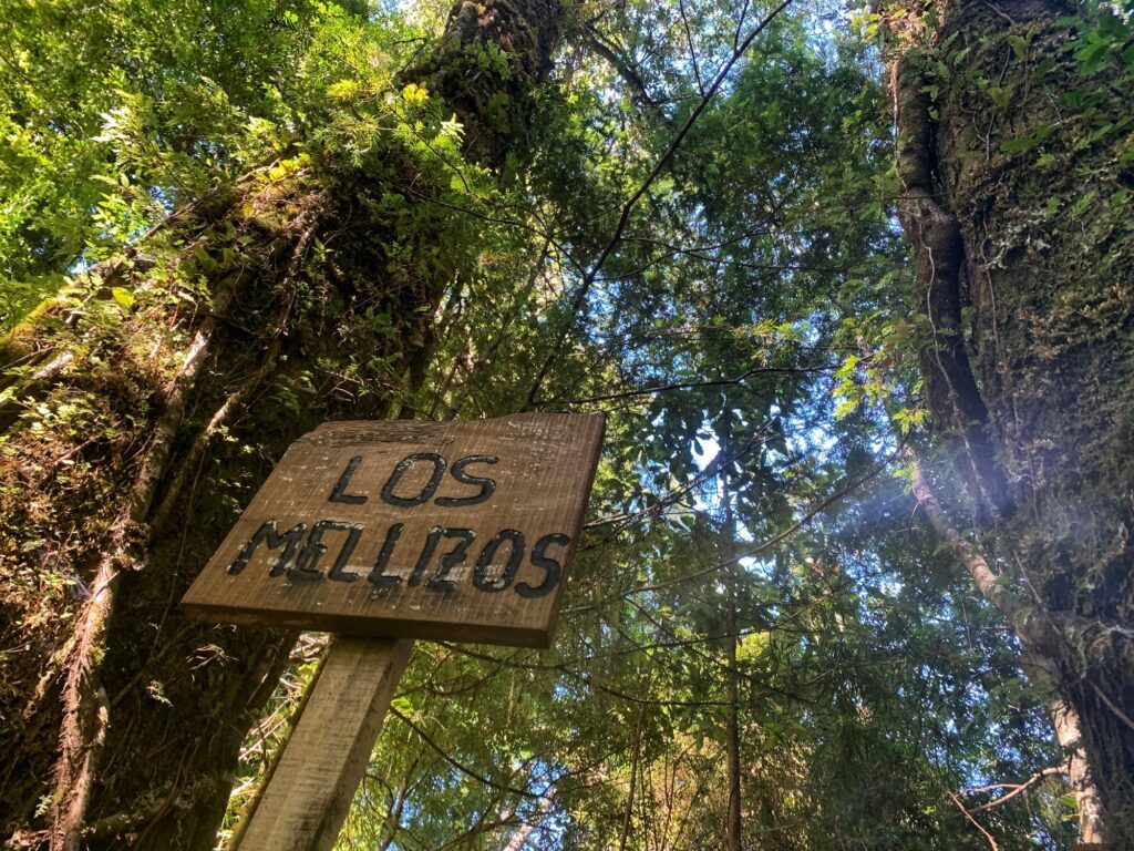 Cartel «Los Mellizos» junto a dos troncos del bosque nativo