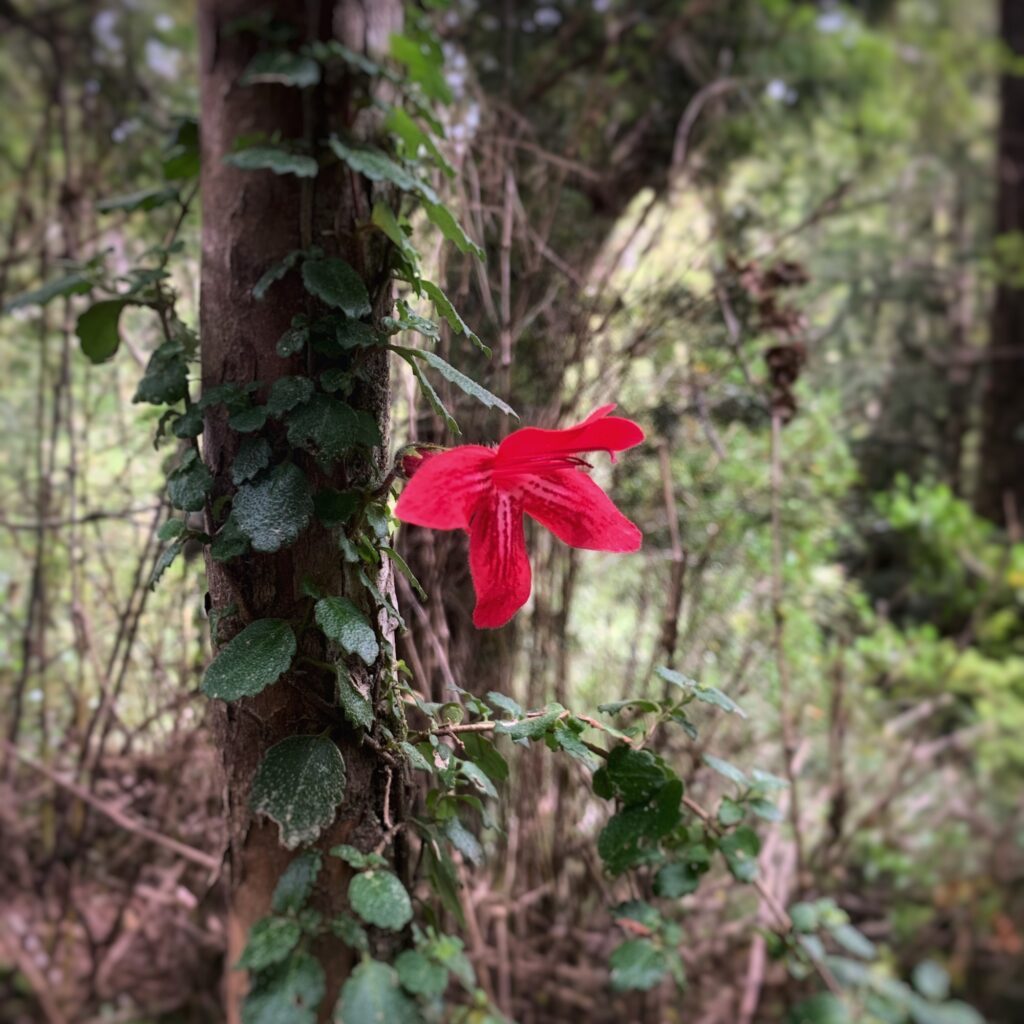 Copihue rojo, flor nacional de Chile, en el bosque de Puerto Paraíso