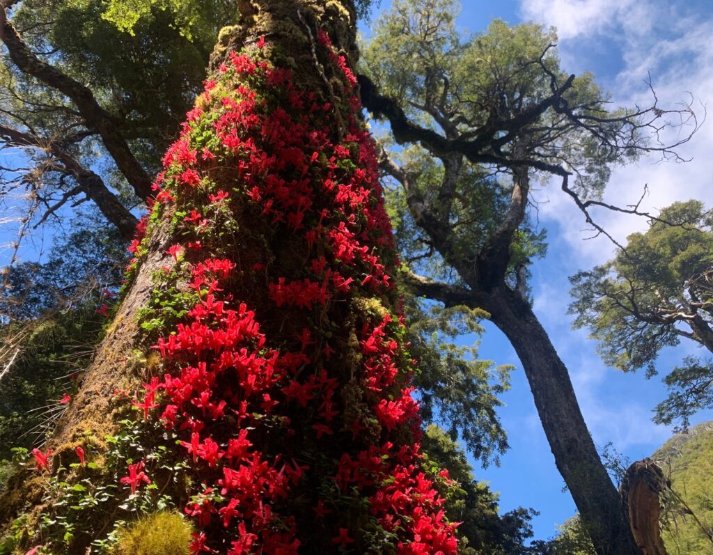 Copihues rojos floreciendo sobre un tronco del bosque nativo