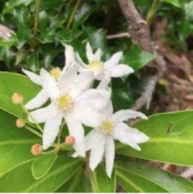 Flor del canelo (Drimys winteri), fotografiada en el predio