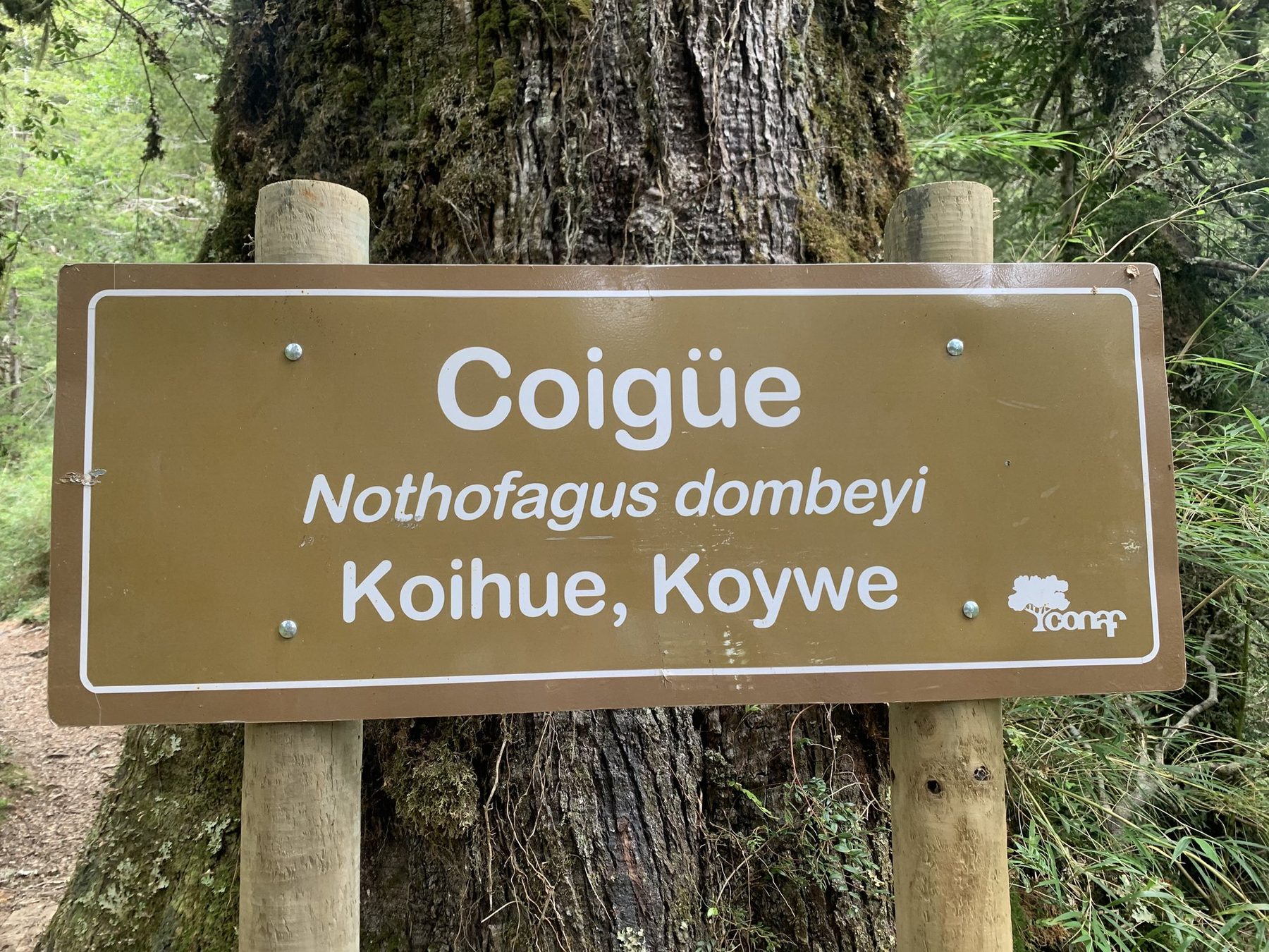 Señalética del Parque Nacional Puyehue identificando el coigüe (Nothofagus dombeyi)