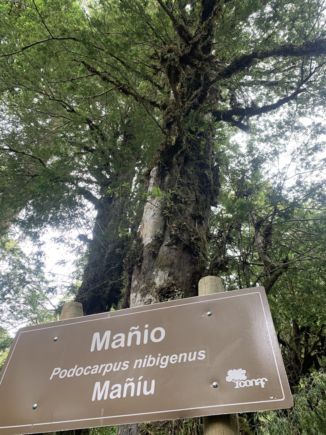 Señalética del Parque Nacional Puyehue identificando el mañío (Podocarpus nubigenus)