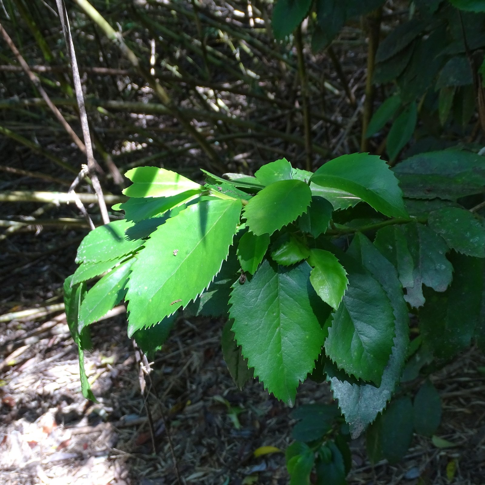 Hojas de tepa (Laureliopsis philippiana), aserradas y aromáticas