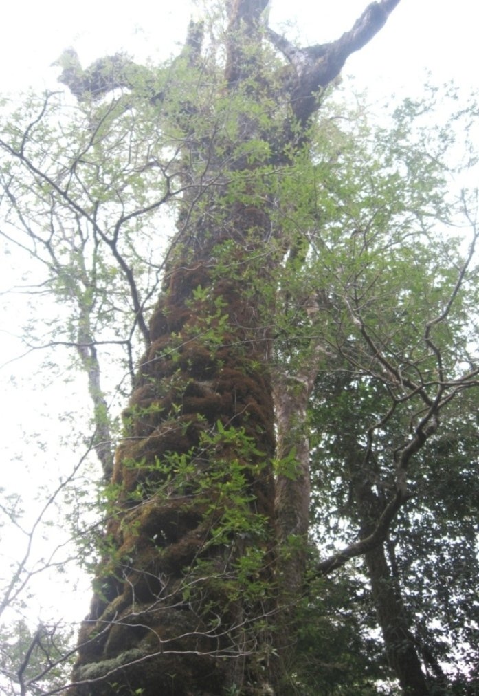 Tineo (Weinmannia trichosperma) adulto, visto desde abajo