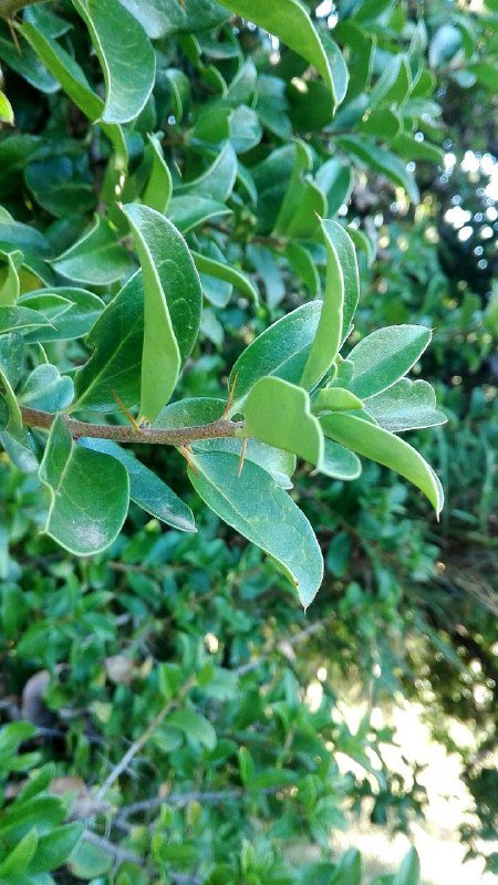Hojas de trevo o palo santo (Dasyphyllum diacanthoides), con las espinas de las ramas jóvenes