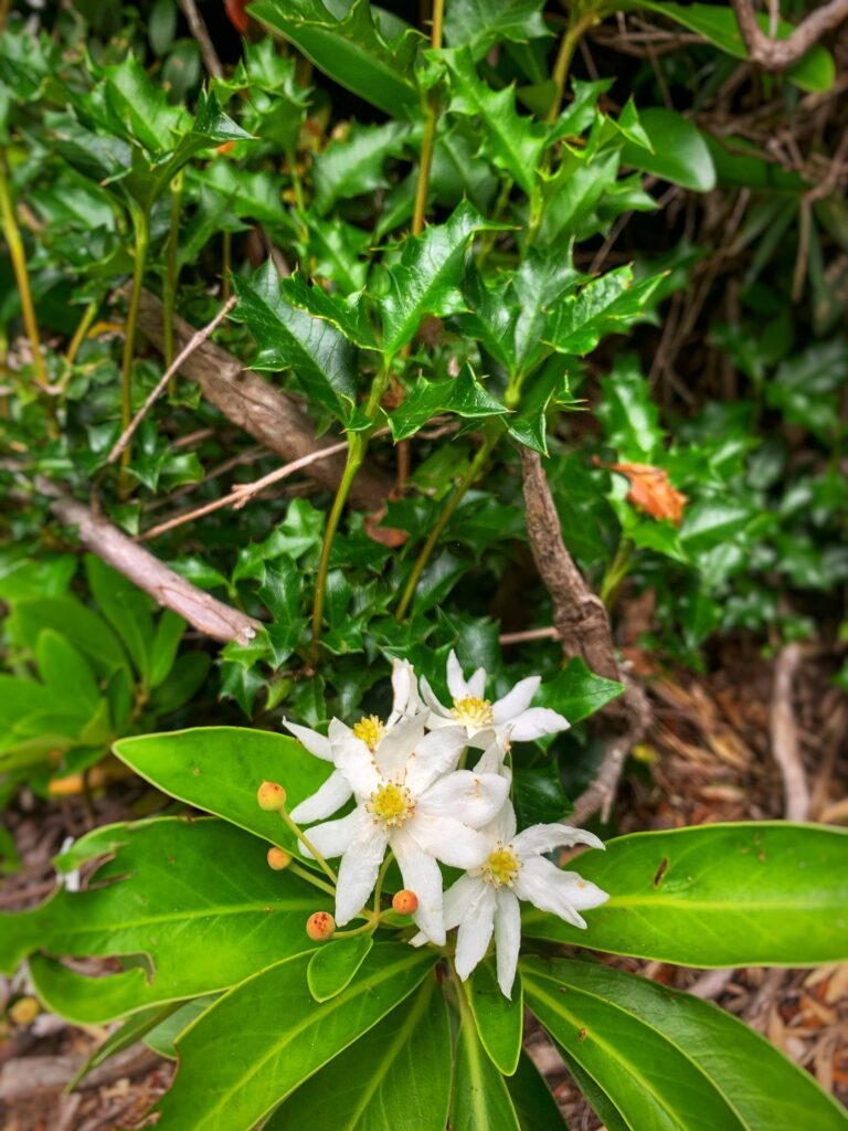 Flor blanca del bosque nativo — Puerto Paraíso, Puyehue