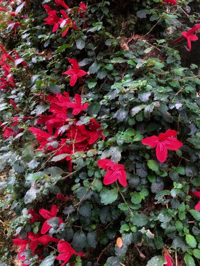 Copihues rojos floreciendo en masa sobre el follaje