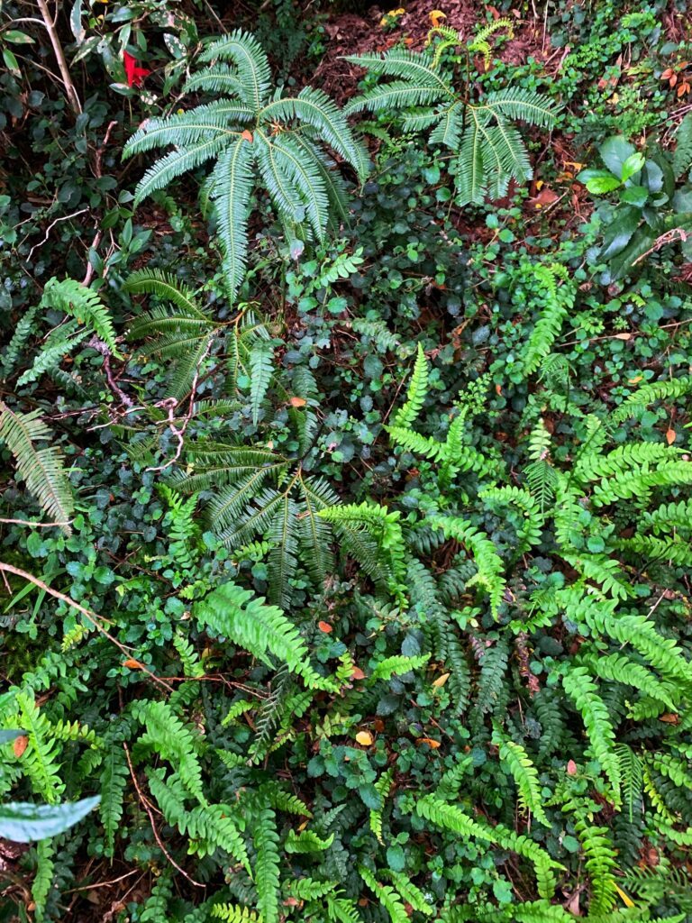 Helechos del sotobosque — Puerto Paraíso, Puyehue