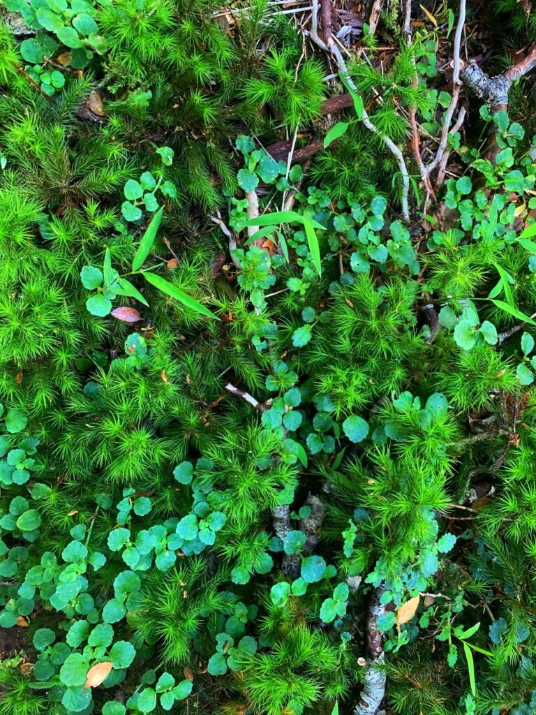 Bosque nativo del predio de Puerto Paraíso, en Puyehue