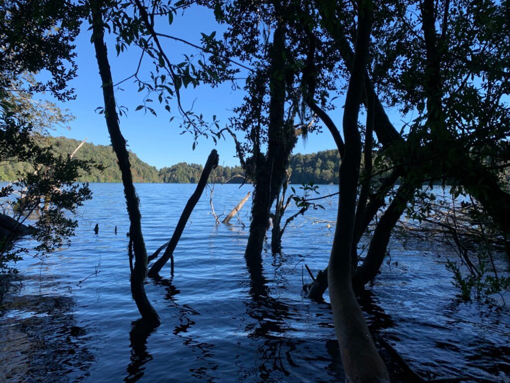 Árboles sumergidos en la orilla — Puerto Paraíso, Puyehue