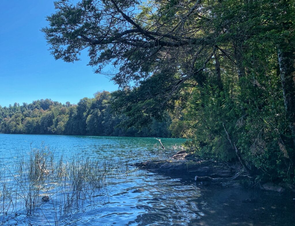 Agua turquesa y juncos en la orilla del lago de Puerto Paraíso