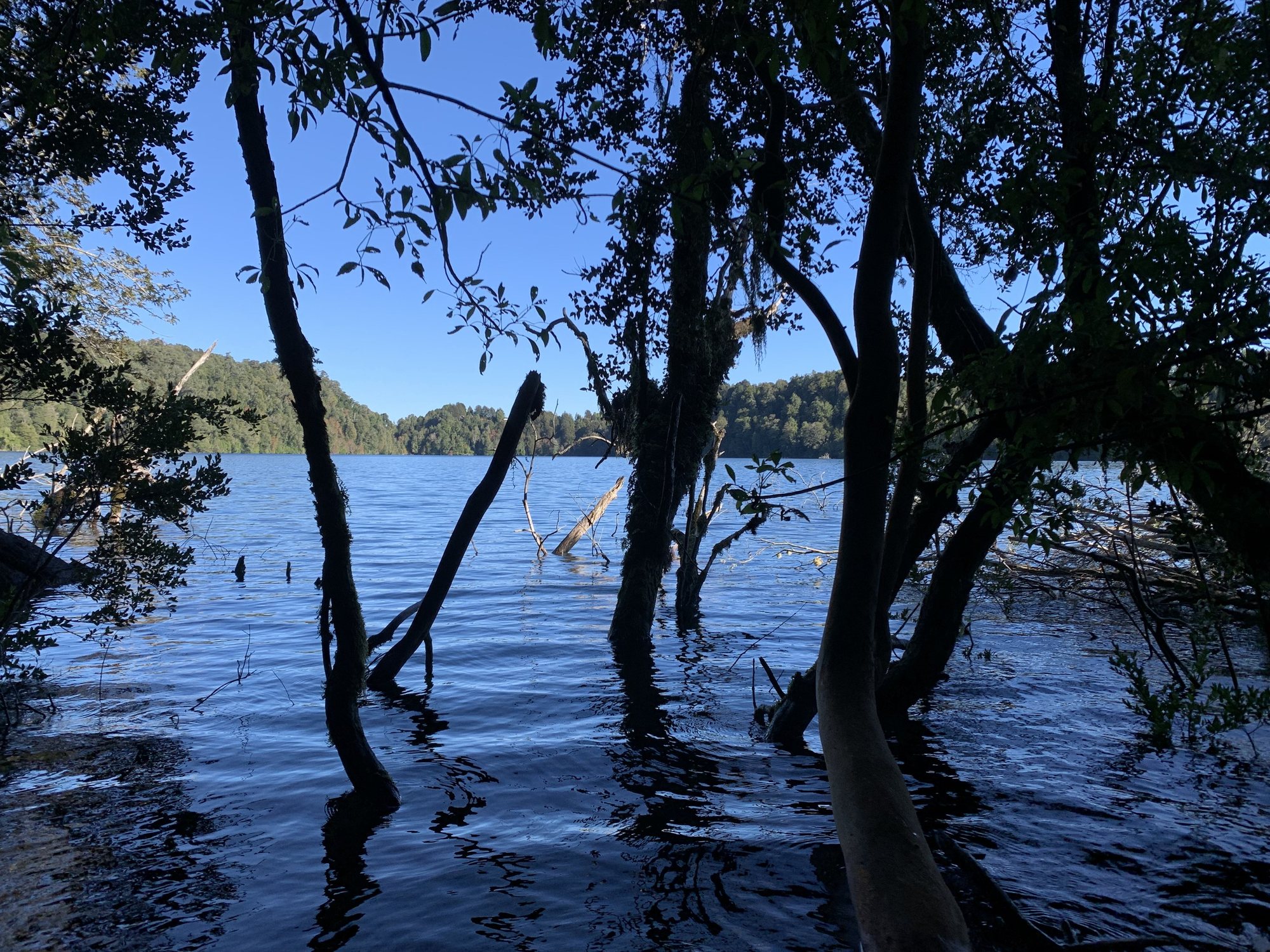 Árboles en la orilla reflejados en la superficie de la Laguna El Palmar