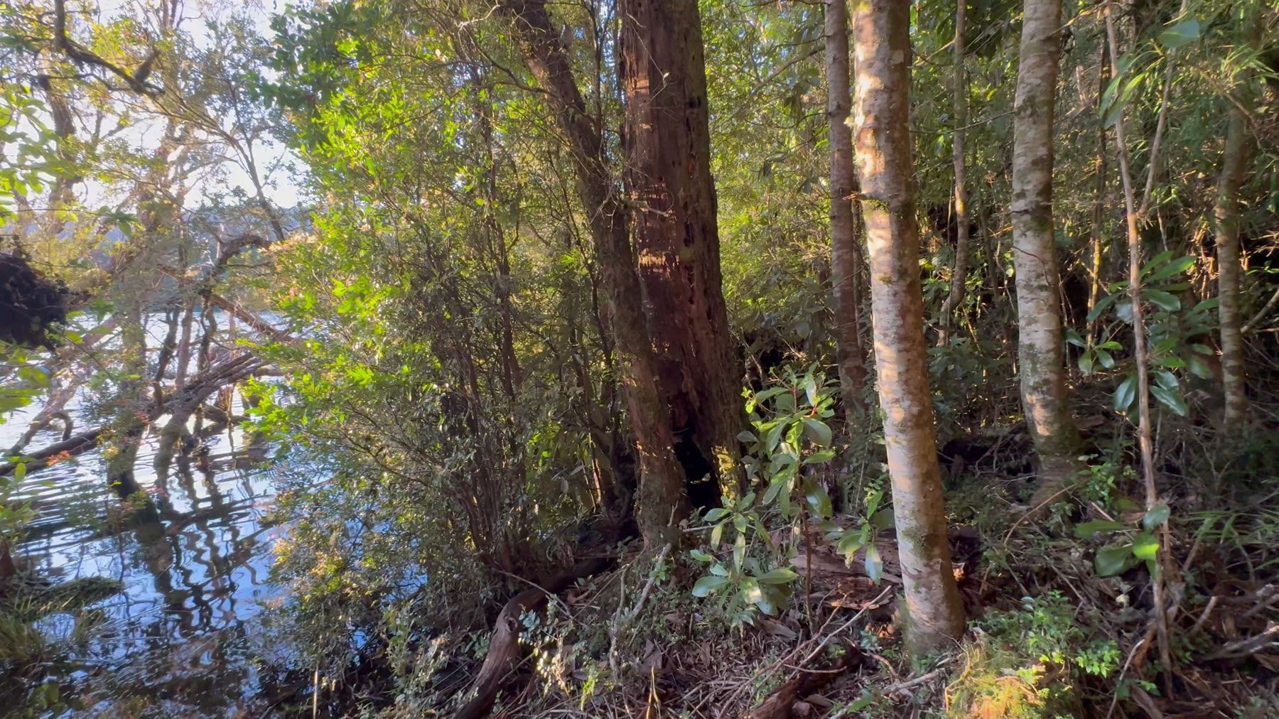El agua de la Laguna El Palmar vista desde el interior del lote 9