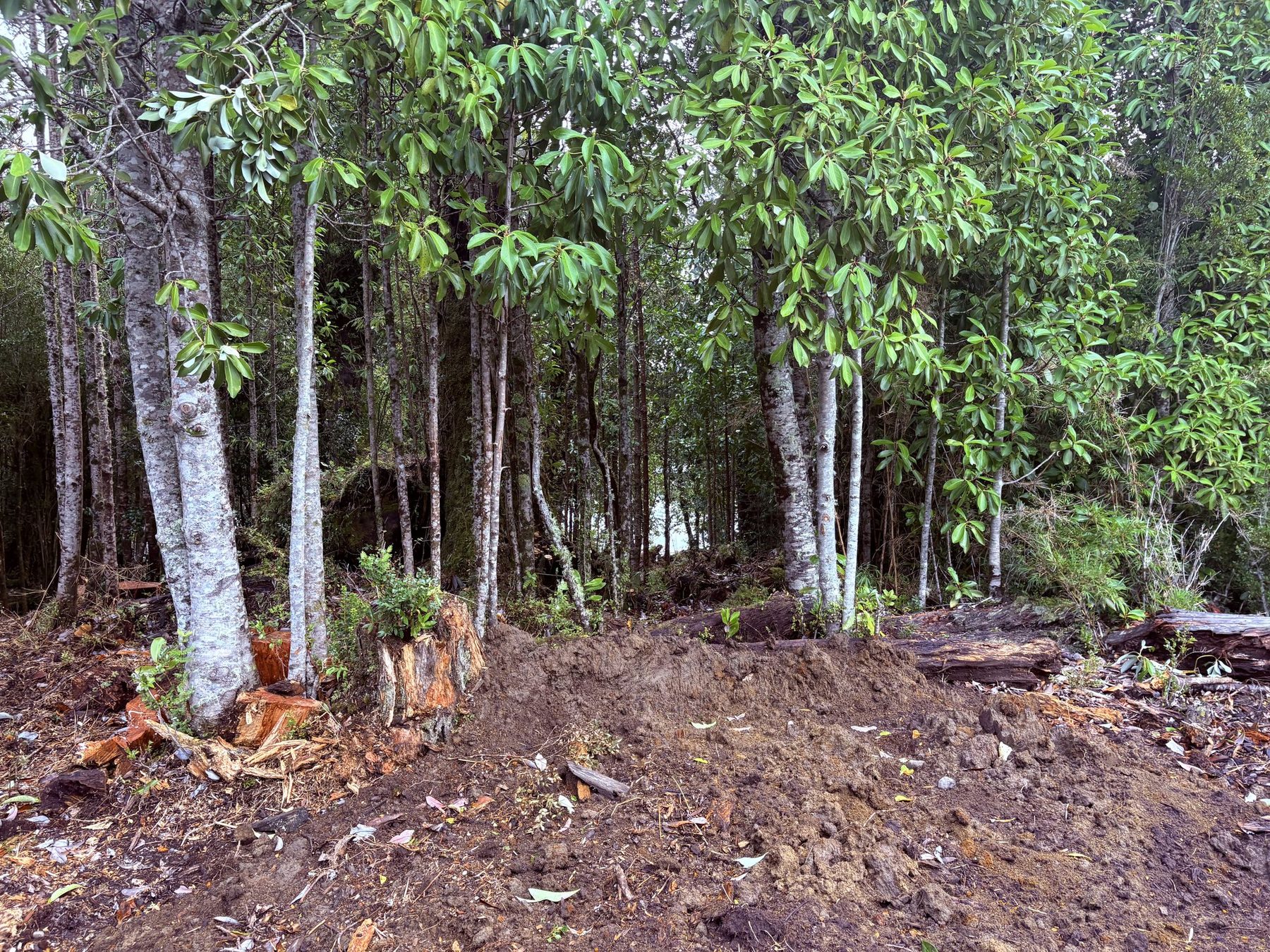 Bosque de troncos altos y claros en el lote 9