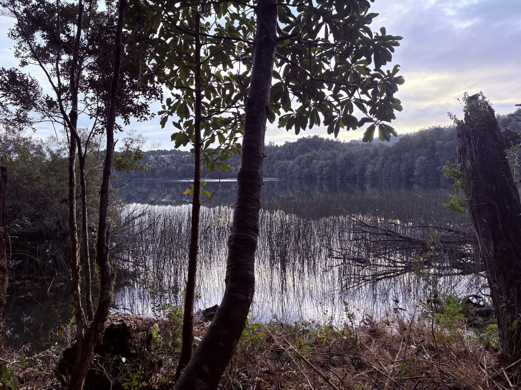 El bosque del lote 11 abriéndose hacia la laguna