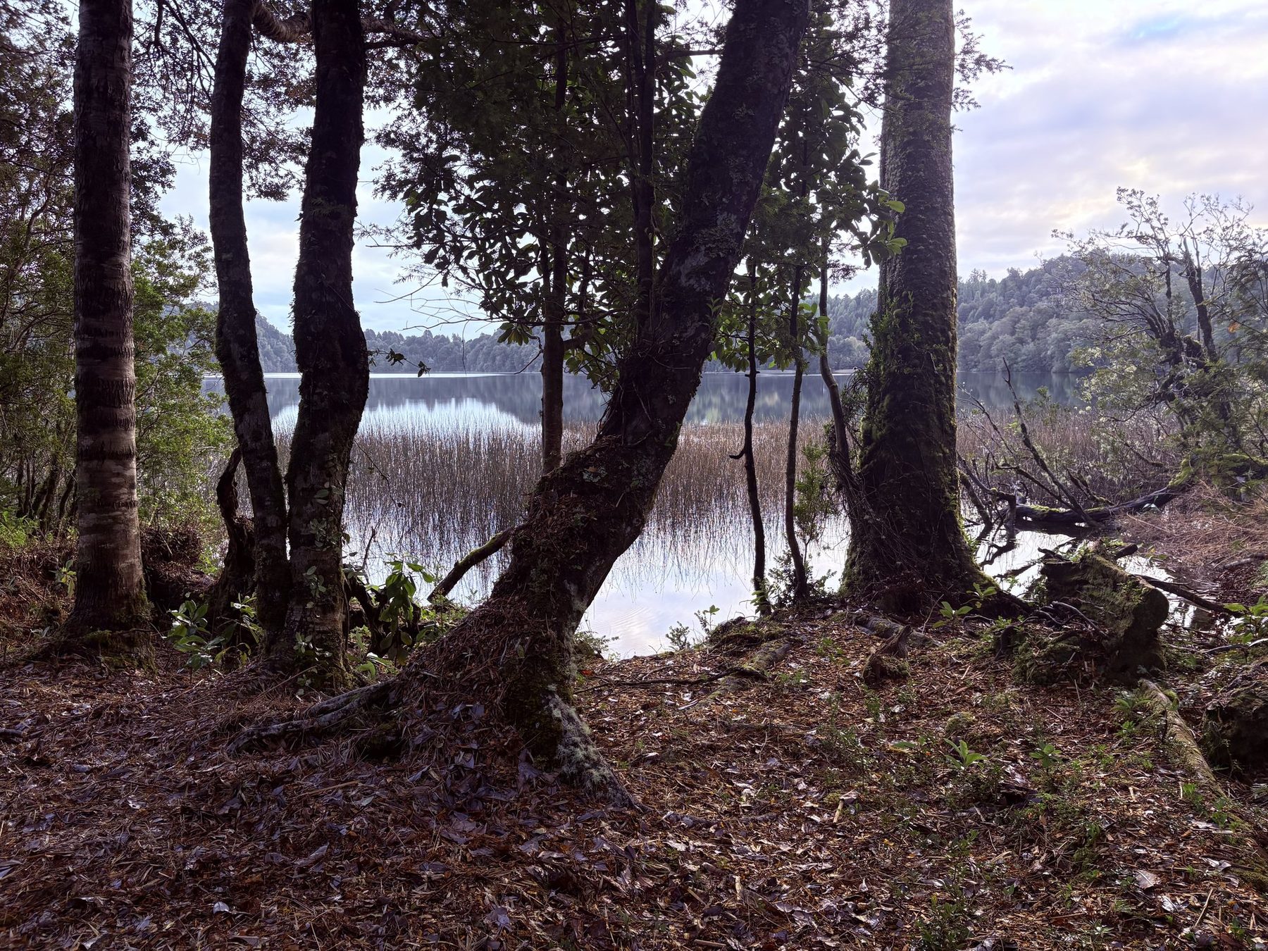 Entorno natural de troncos altos en el lote 12, con la laguna al fondo