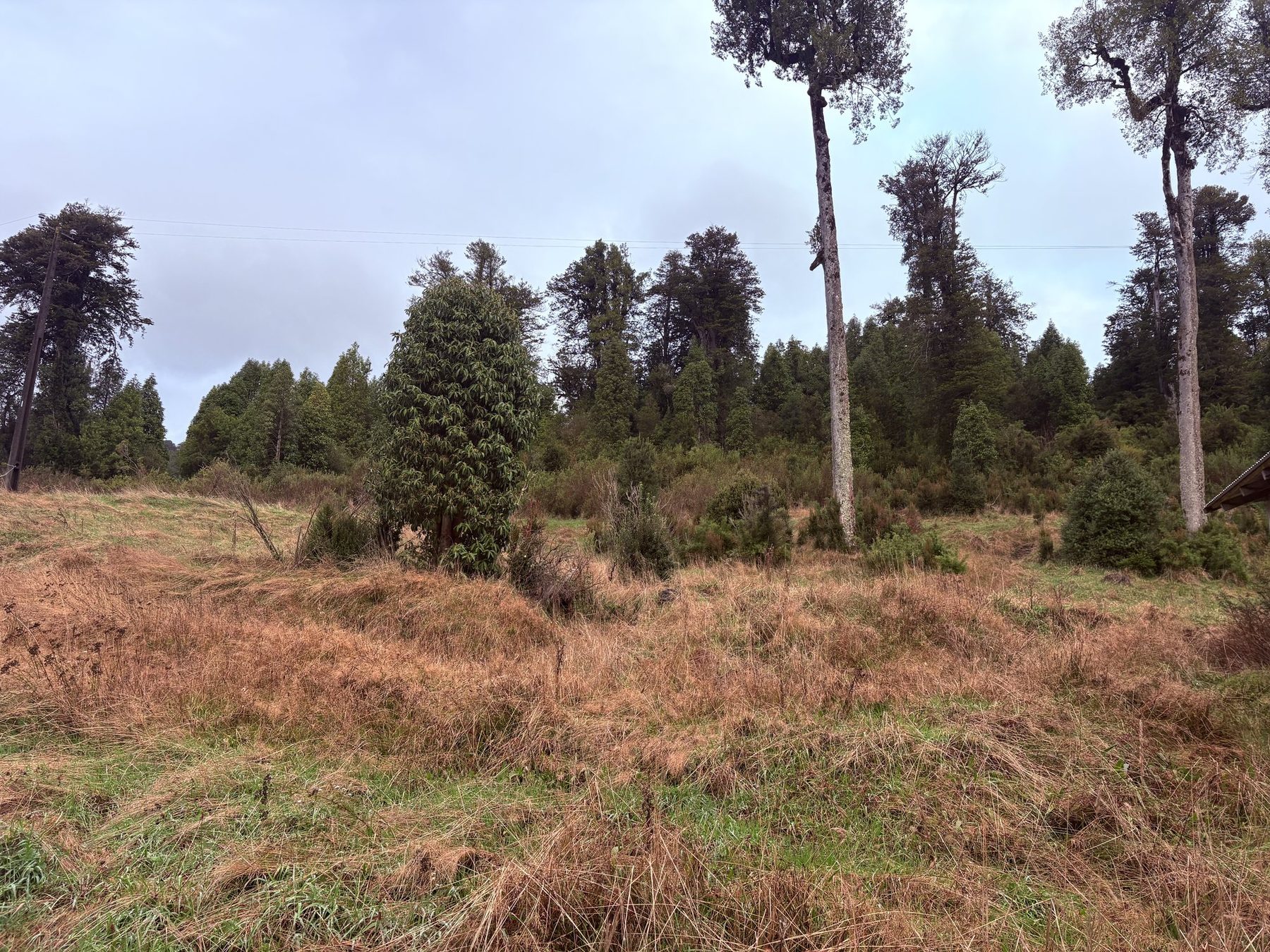 La pradera del lote 21, con árboles nativos altos al fondo