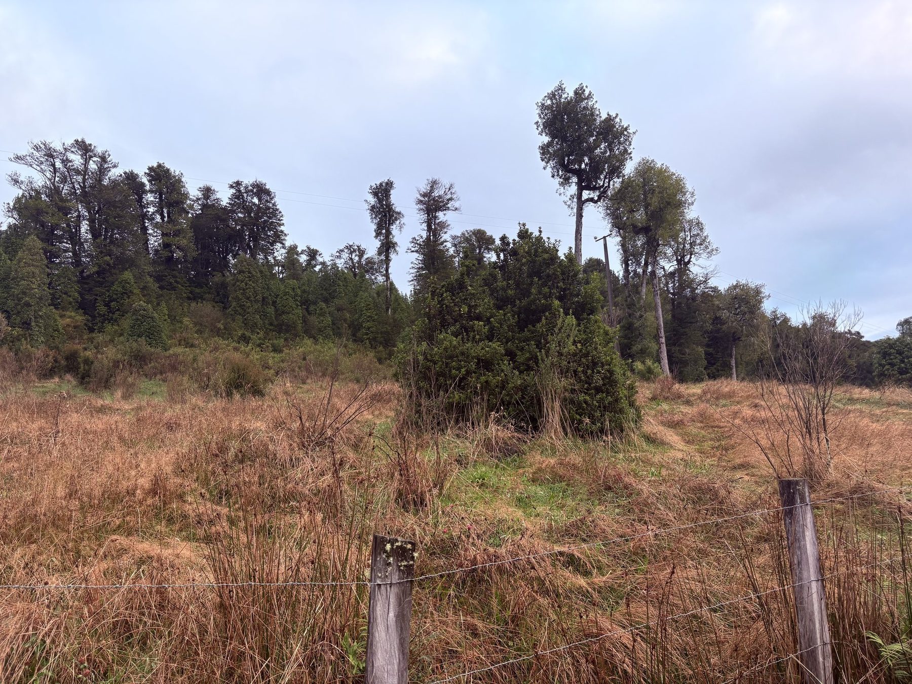 El lote 22 completo, de 6.000 metros cuadrados, con el bosque cerrando al fondo