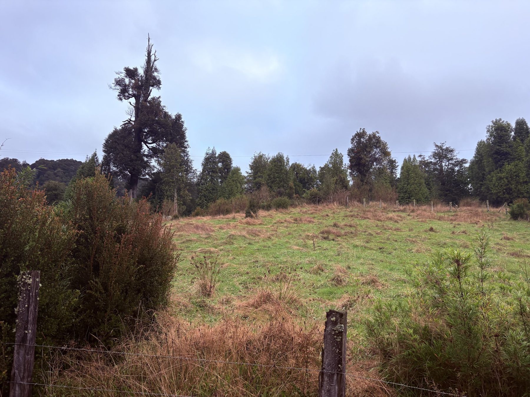 Claro de pradera dentro del lote 24, rodeado de entorno natural