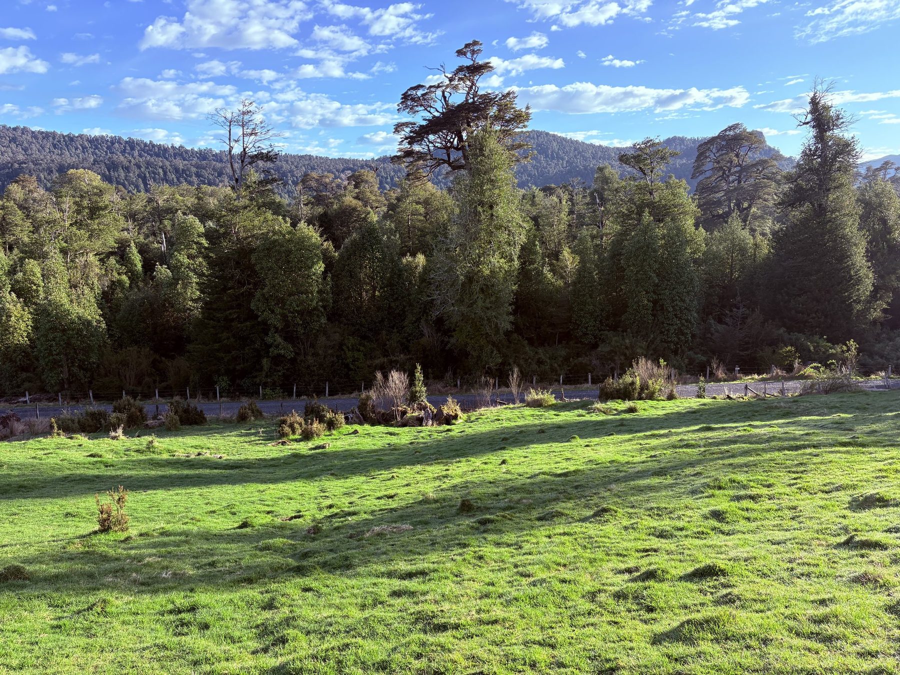 Pradera despejada del lote 24, con el entorno natural cerrando el fondo