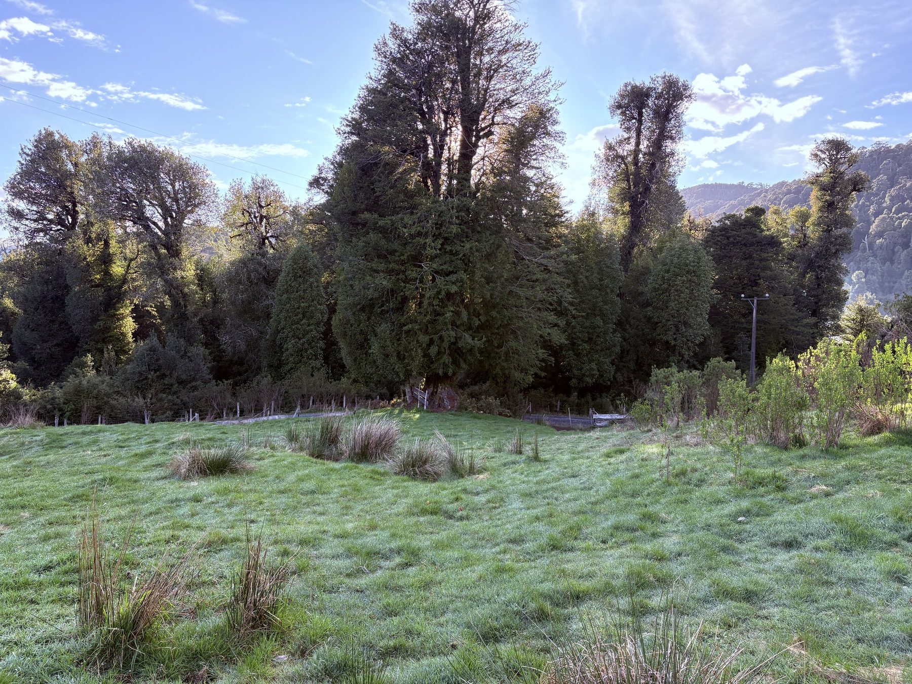 Pradera del lote 25 rodeada de entorno natural, con la cordillera al fondo