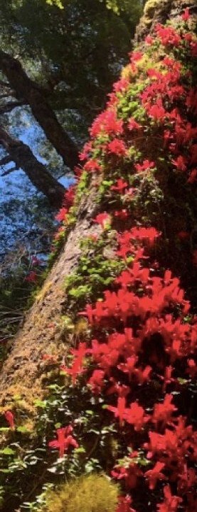 Notro en flor sobre el tronco de un árbol del bosque