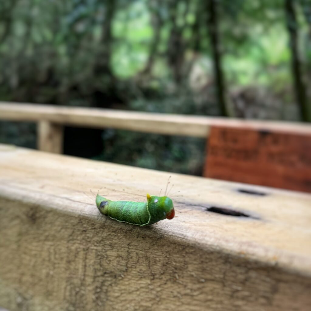 Fauna del sendero — Puerto Paraíso, Puyehue
