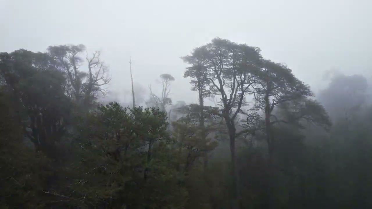 Miniatura del video «Coexistiendo con el bosque» de Puerto Paraíso
