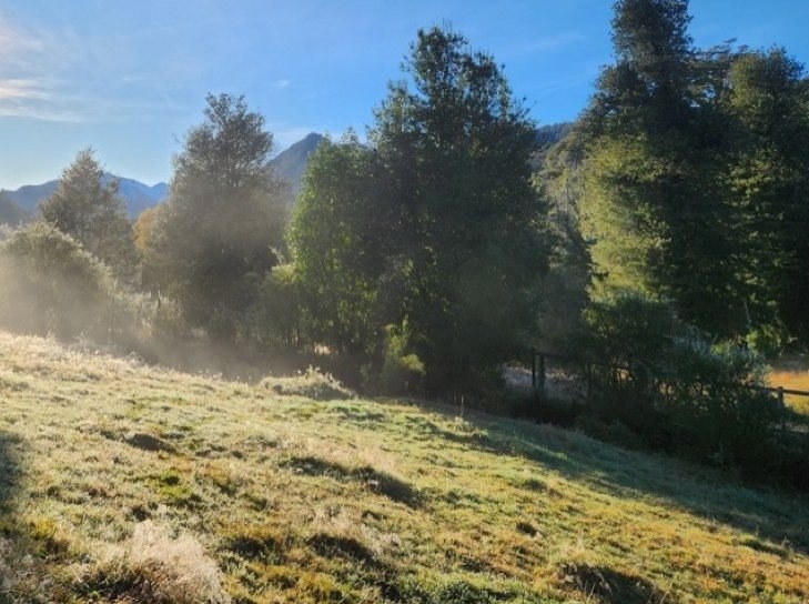 La pradera del área común al amanecer, con niebla entre los árboles