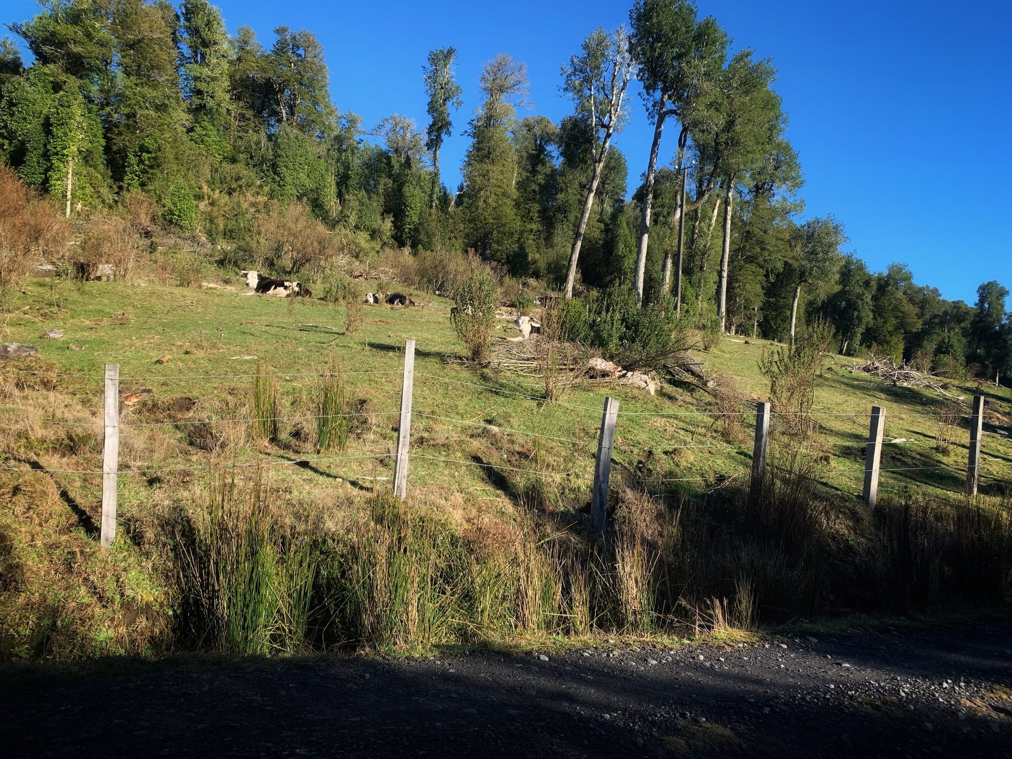 Pradera con cercos en la parte alta del predio