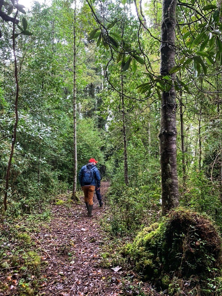 Sendero marcado entre los árboles del predio