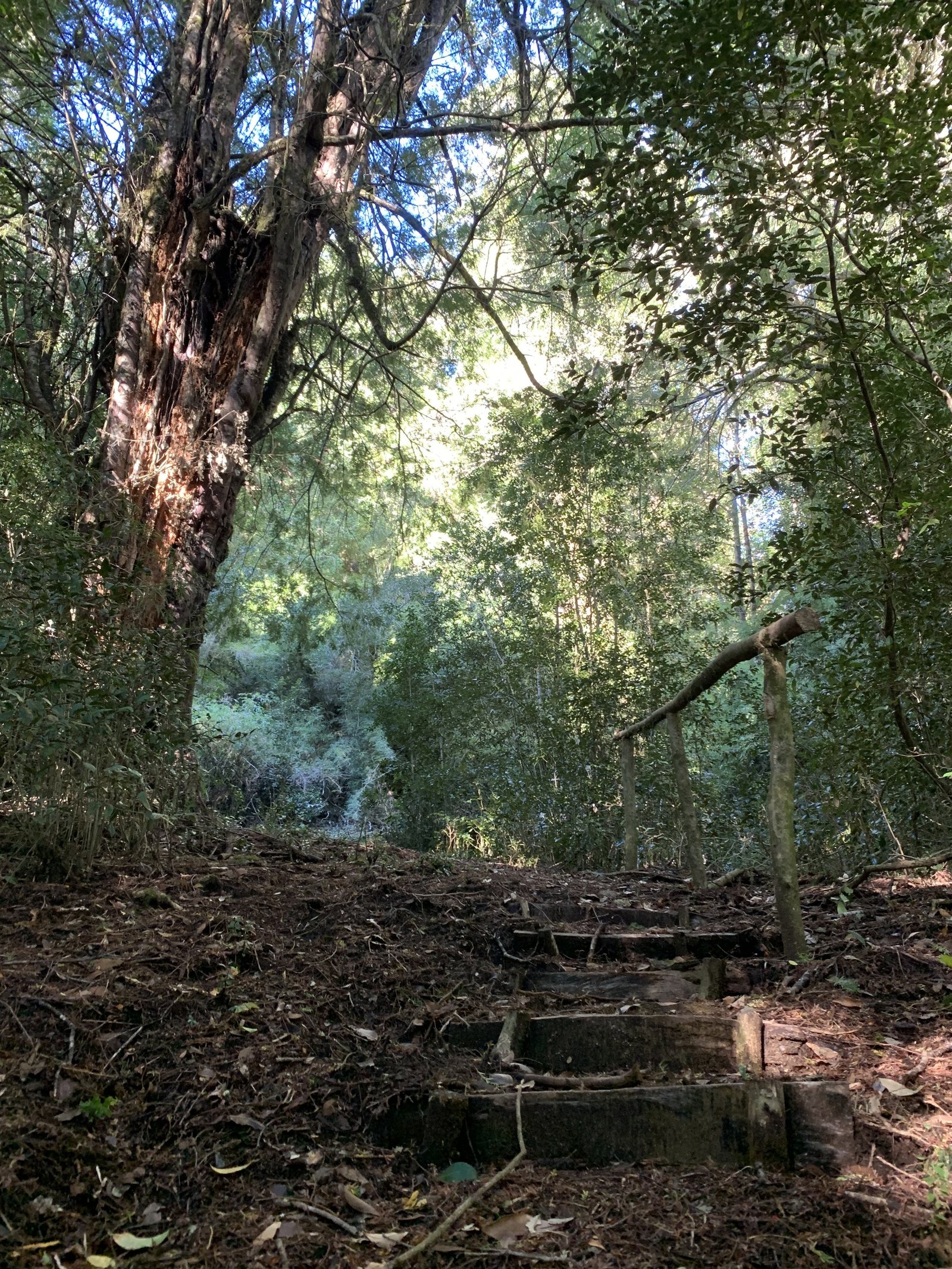 Escalones de tierra en un sendero de la ladera